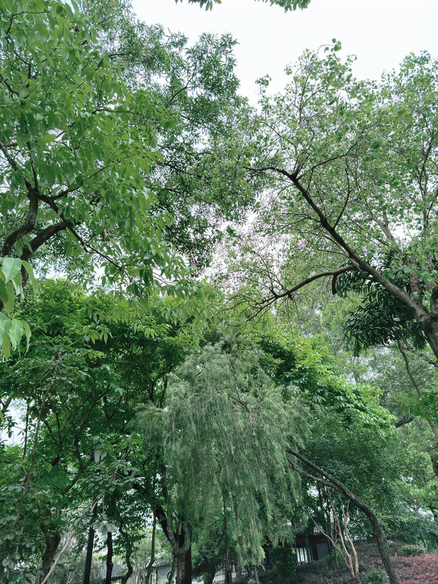 九龍寨城公園｜時空交錯的都市綠洲