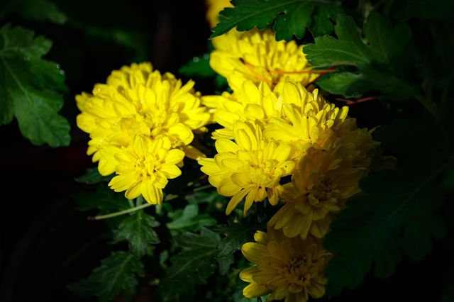 東陵郊野公園 秋天遛娃好去處