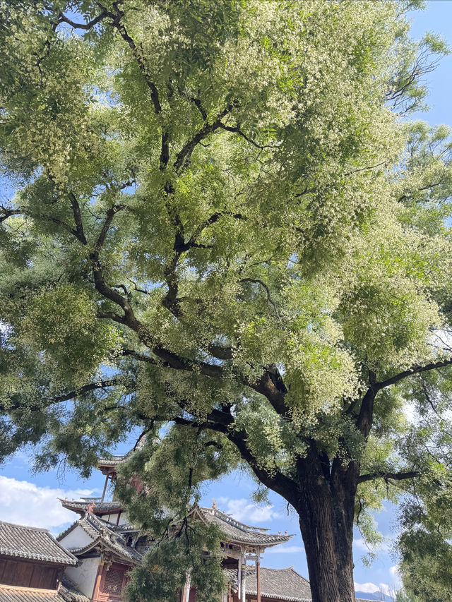 沙溪一日遊  一份從大觀酒店（大理高鐵站洱海公園店）出發的攻略：  交通方式  •自駕：從大理大