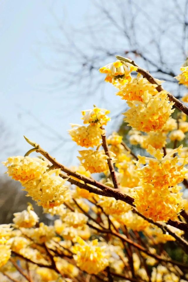 踏青！賞花！秦嶺野生動物園與萌寵們擁抱春天