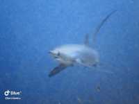 Wonderful Dive Experience at Malapascua