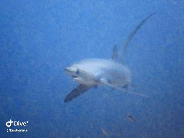 Wonderful Dive Experience at Malapascua