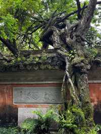 暑假反向遊|江浙滬小眾人少避暑勝地1h直達神仙小城!