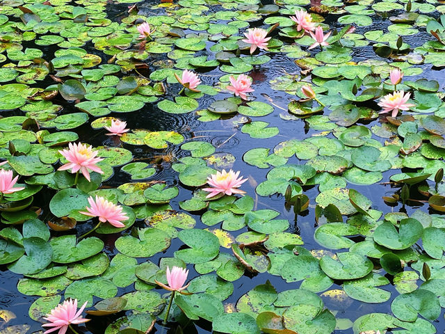 虎丘濕地頂流 雨後睡蓮，莫內油畫感