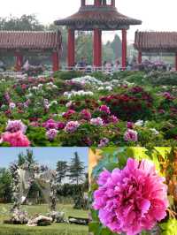 菏澤牡丹花城2日遊｜1000元搞定春日限定浪漫