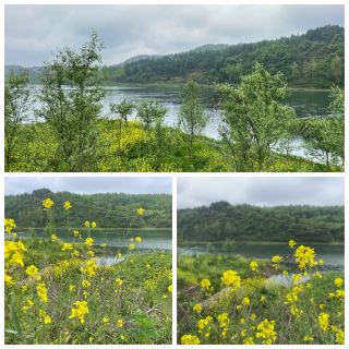 🌼資江漫行：岸邊油菜花與春風撞個滿懷