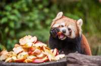 來普洱太陽河森林公園，去動物家裡做客