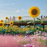 成都花海一日遊攻略