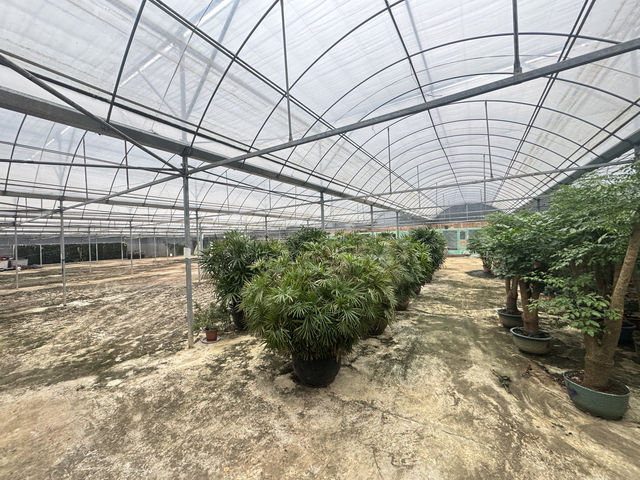 抓住鬱金香最後的綻放期！武漢秋日花海浪漫打卡指南