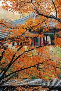 頤和園秋景即將封神錯過再等一年！皇家園林的絕美秋日攻略