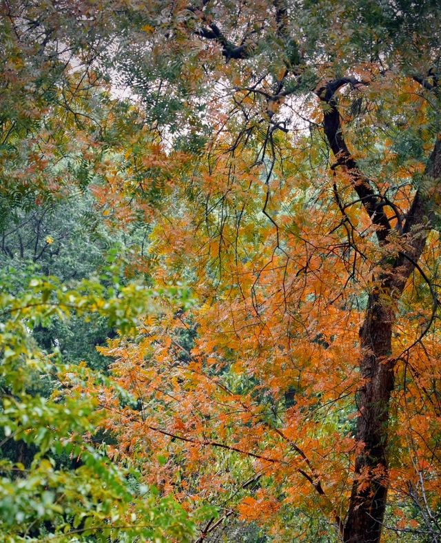 雨中秋色漫長沙，邂逅烈士公園的治癒系浪漫
