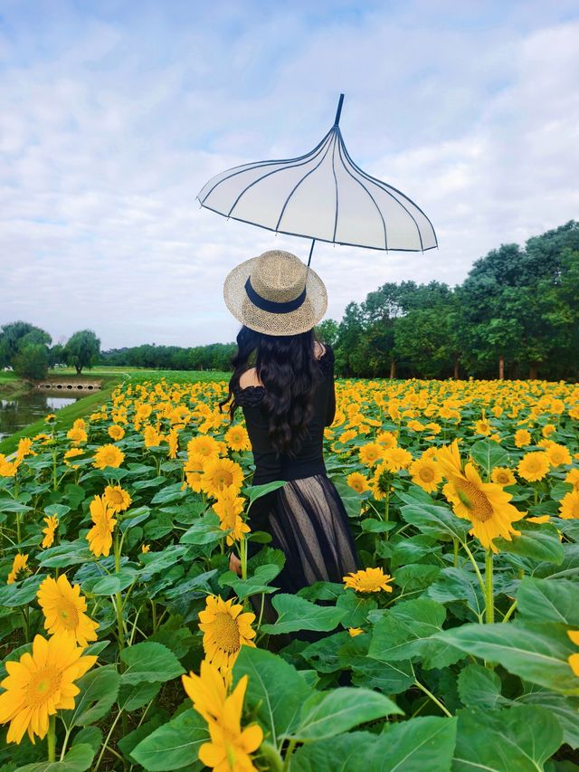 無錫免費向日葵花海闖入梵高的金色夢境。