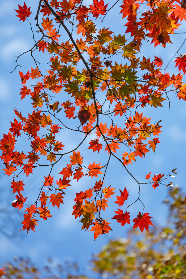 3天玩轉遼東秋日天花板！本溪紅葉封神之旅