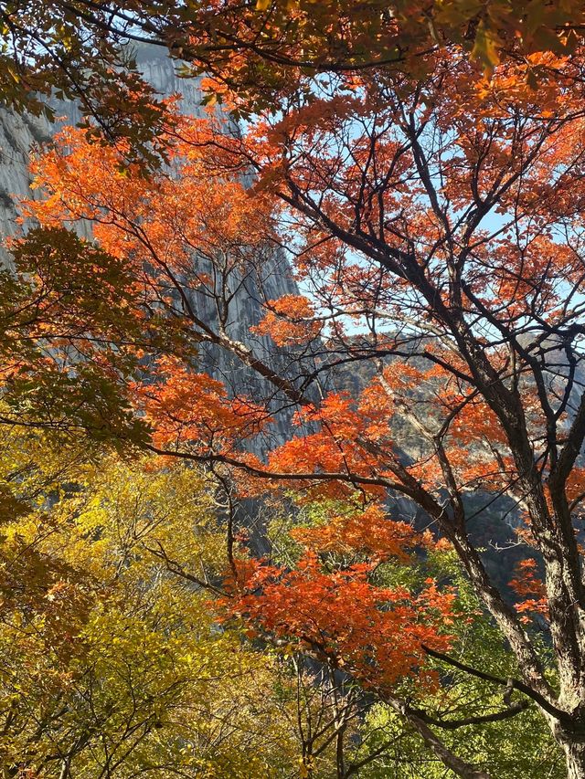 秋日封神華山北峰懶人玩法索道直達絕美景點