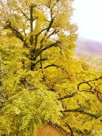墜入秋天的童話天台山秋日漫遊指南