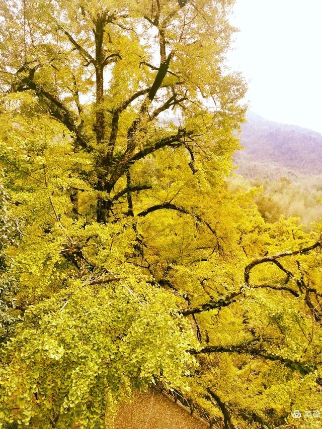 墜入秋天的童話天台山秋日漫遊指南