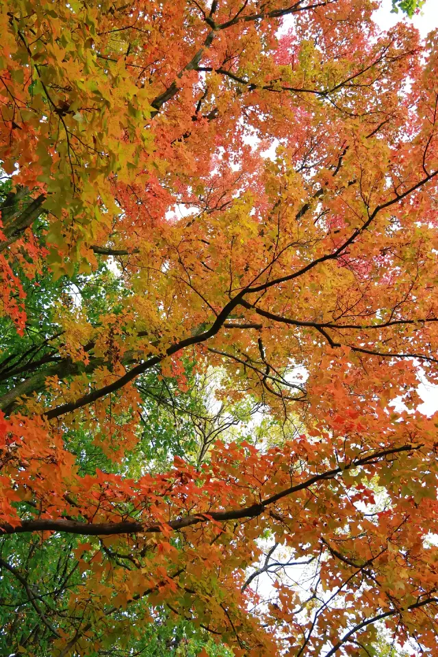 From Cuihu Liruid to Kunming Botanical Garden, unlock Kunming's exclusive autumn romance