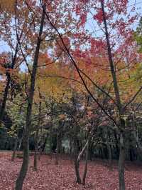 秋日必打卡昆明植物園