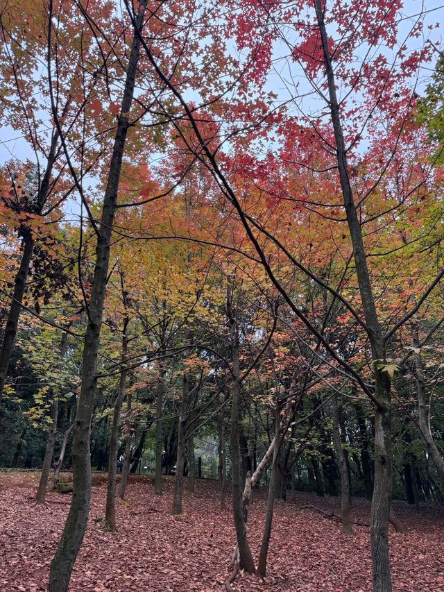秋日必打卡昆明植物園