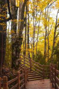 【米倉山國家森林公園全旅行攻略】闖入秦巴山區的「紅葉王國」!