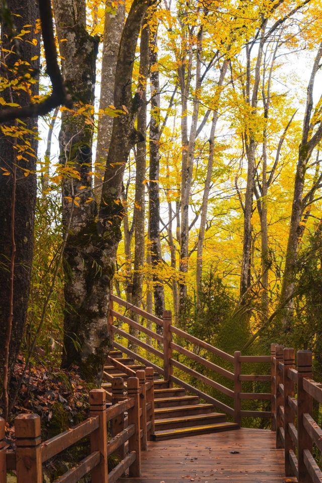 【米倉山國家森林公園全旅行攻略】闖入秦巴山區的「紅葉王國」! 【米倉山國家森林公園全旅行攻略】闖入秦巴山區的「紅葉王國」!