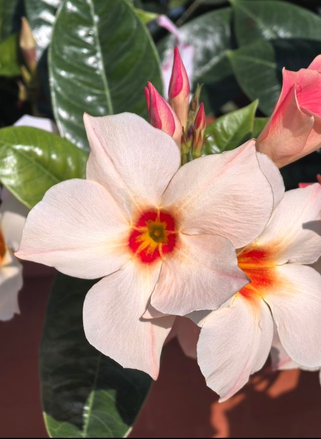 上海秋遊別再亂逛了!辰山植物園這波秋日限定真的戳爆我! 上海秋遊別再亂逛了!辰山植物園這波秋日限定真的戳爆我!