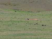 天山深處的綠寶石:烏魯木齊南山牧場一日漫記