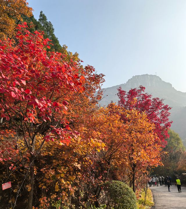 濟南賞秋之紅葉谷 濟南賞秋之紅葉谷