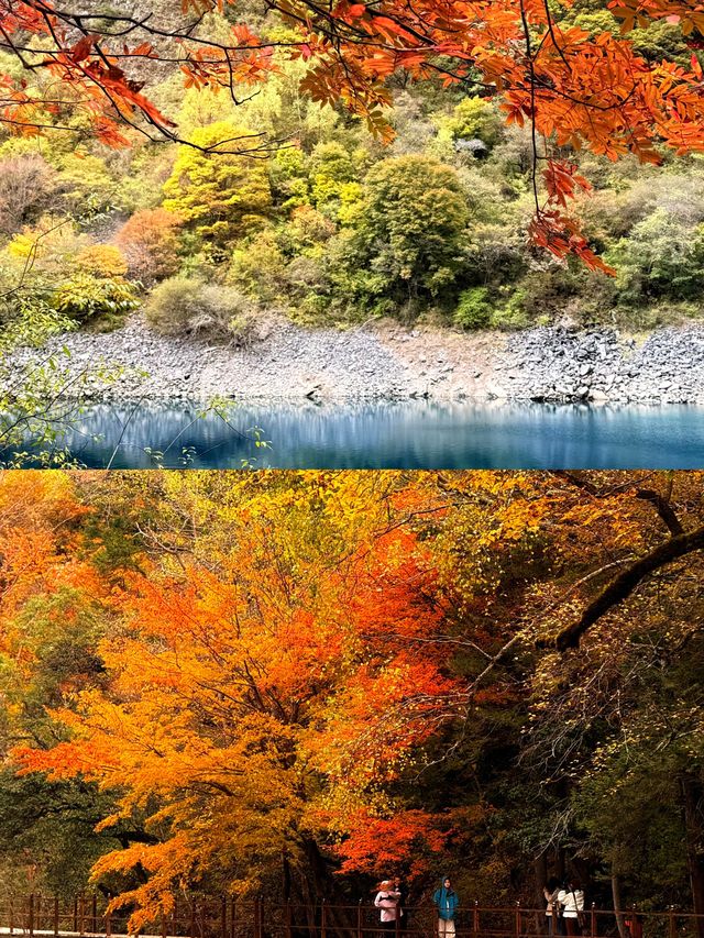 成都1h直達！川西「小九寨溝」美到失語，彩林已紅透