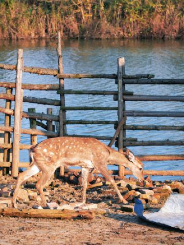 来安池杉湖萌宠楽園｜小動物に癒される幸せな時間