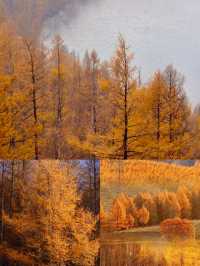 赴一場大興安嶺的秋日之約，把浪漫染成金黃