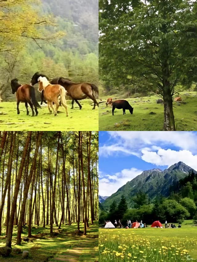 神木壘川西秘境中的森林、草甸與雪山盛宴