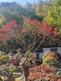 浙江衢州根宮佛國根與佛交織的夢幻之境