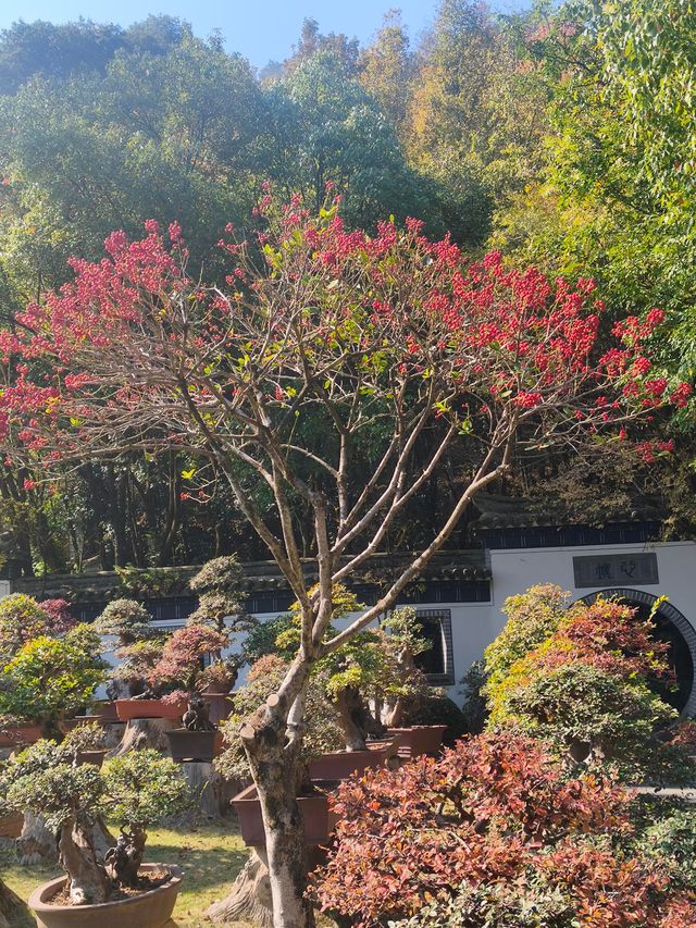 浙江衢州根宮佛國根與佛交織的夢幻之境