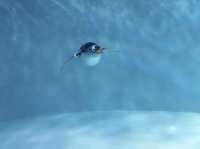 企鵝巡遊與白鯨之戀的奇幻盛宴