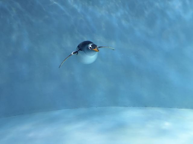 企鵝巡遊與白鯨之戀的奇幻盛宴