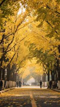 上海郊區紅葉地圖發布