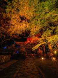 爆美！！！奈良室生寺紅葉燈光展·小眾秘境打卡指南