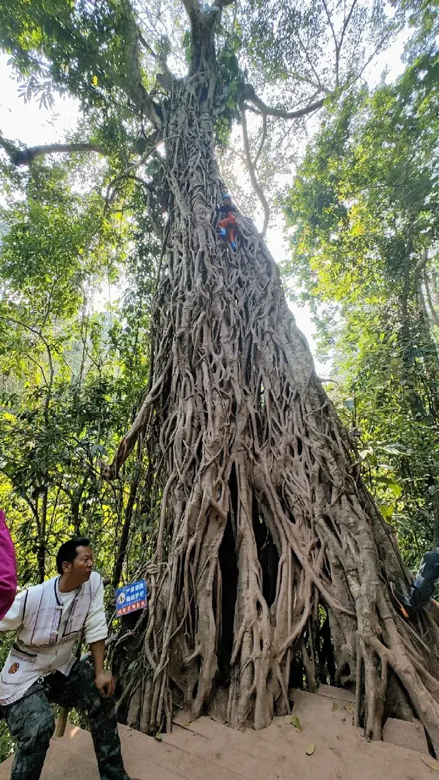 春節版納普洱行 春節版納普洱行