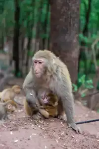 西昌瀘山.半日徒步爬山登頂全攻略