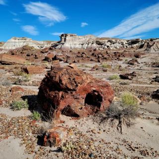 Petrified Forest National Park 1-Day Travel Guide
