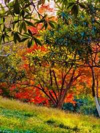 秋色滿園絕美倒映