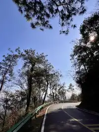 南昌周邊|九江雲居山的千年銀杏 滿樹金黃