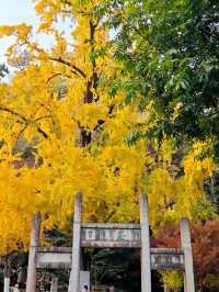 坐著11號線去看秋(上海周邊遊)