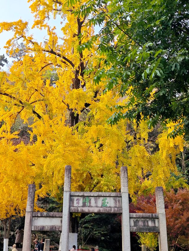 坐著11號線去看秋(上海周邊遊) 坐著11號線去看秋(上海周邊遊)