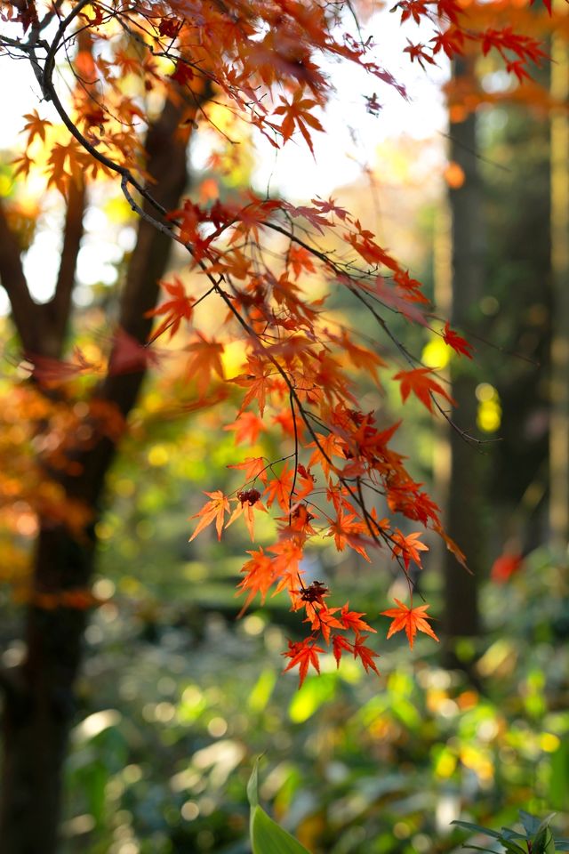 廬山賞秋必去！牯嶺鎮楓葉紅透的浪漫時光