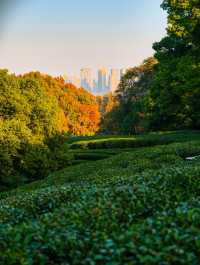 12.1實拍九溪現實版莫奈的秋日花園