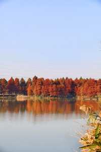 上海秋日私藏3 個小眾賞秋地人少出片不踩雷