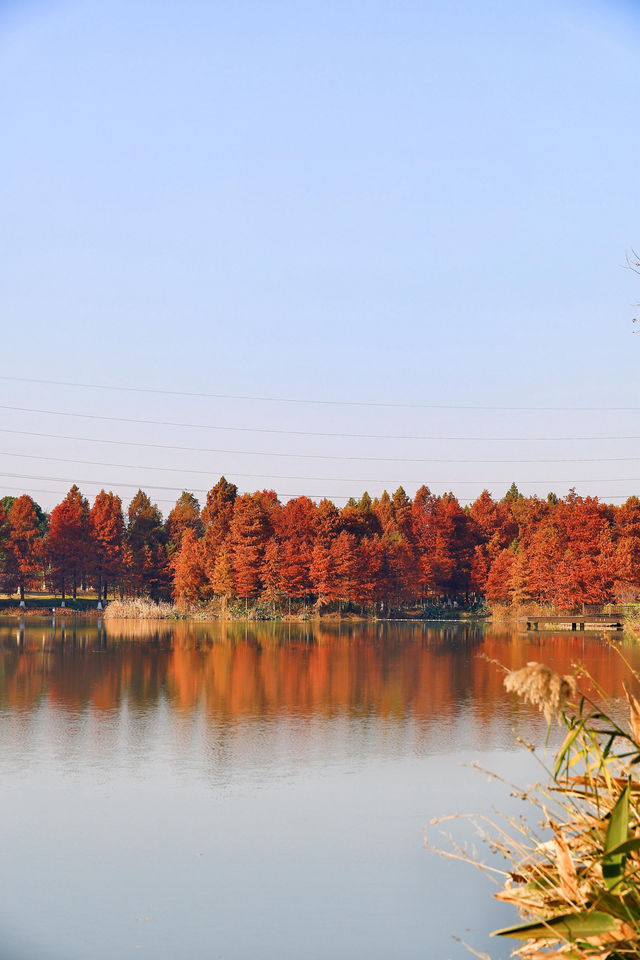 上海秋日私藏3 個小眾賞秋地人少出片不踩雷 上海秋日私藏3 個小眾賞秋地人少出片不踩雷