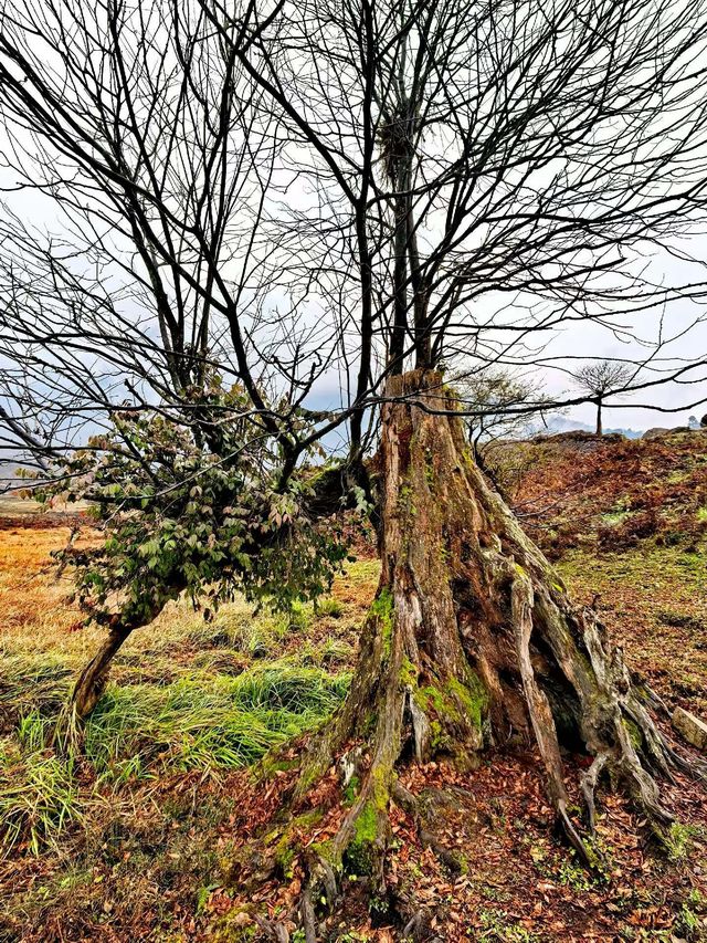 神秘的黑竹溝 神秘的黑竹溝